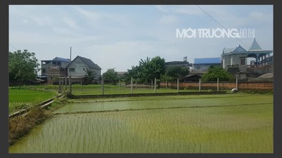 Thái Nguyên: Lãng phí từ dự án trồng hoa ở Đồng Liên