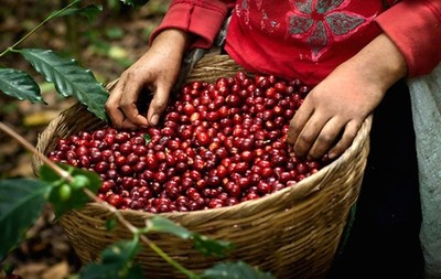 Giá cà phê hôm nay 17/7: Giá cà phê nguyên liệu giảm 500 đồng/kg