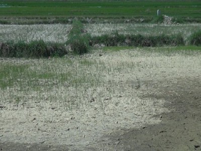 Ruộng khô, dân khát vì hạn hán khốc liệt ở miền Trung