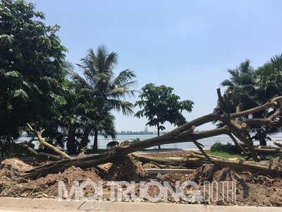 Hà Nội: Đường Trích Sài ngột ngạt sau khi mất hàng cây bóng mát