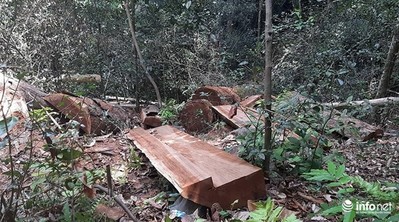 Gian nan 'cõng' gỗ trong rừng đệm Phong Nha-Kẻ Bàng về xử lý