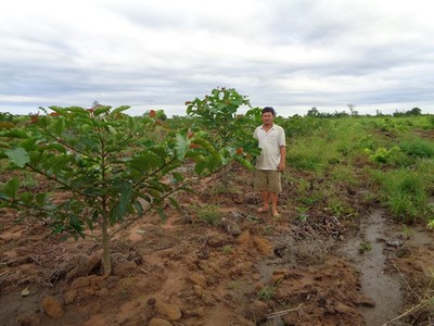 Đắk Lắk: Phải xử lý nghiêm kẻ phá hoại rừng nguyên liệu