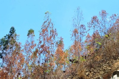 Diện tích rừng bị cháy gấp 4 lần so với cùng kỳ năm ngoái