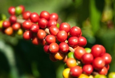 Giá cà phê hôm nay 31/7: Giá cà phê nguyên liệu giảm 200 đồng/kg