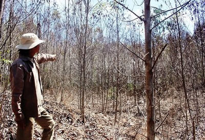 Quảng Ngãi: Hơn 10 ngàn ha rừng keo bị chết khô vì nắng nóng