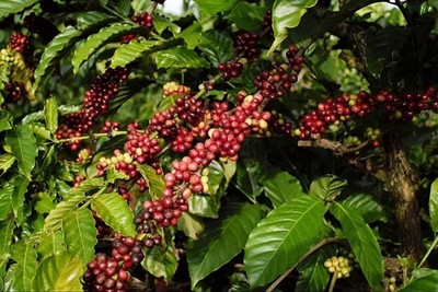 Giá cà phê hôm nay 2/8: Giá cà phê nguyên liệu giảm 500 đồng/kg