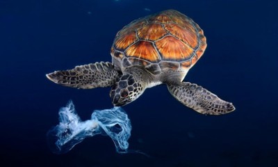 5 loài bị ảnh hưởng bởi ô nhiễm nhựa đại dương