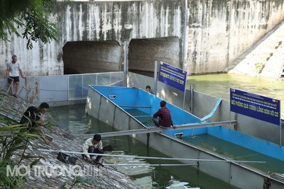 Để chứng minh nước sạch, chuyên gia Nhật sẽ tắm trên sông Tô Lịch