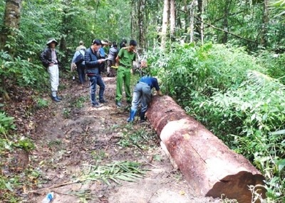 Mỗi tháng, cả nước xảy ra 806 vi phạm pháp luật về bảo vệ rừng