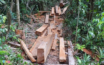 Quảng Nam: Rừng đầu nguồn Trà Kót bị tàn phá nghiêm trọng