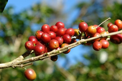 Giá cà phê hôm nay 8/8: Giá cà phê nguyên liệu giảm 100 đồng/kg