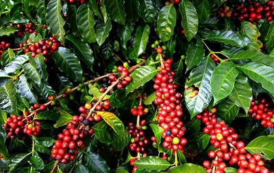 Giá cà phê hôm nay 9/8: Giá cà phê nguyên liệu tăng 200 đồng/kg