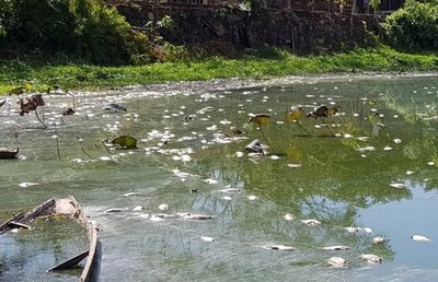 Cá chết nổi trắng hồ Xã Tắc gây ô nhiễm