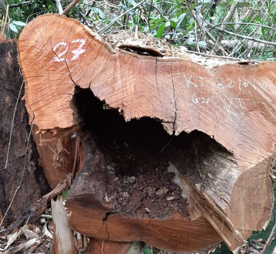 99 cây gỗ lớn ở vườn quốc gia Pù Mát bị chặt phá nghiêm trọng