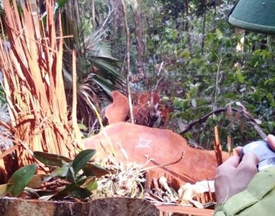 Nghệ An: Yêu cầu xử lý vụ rừng Quốc gia Pù Mát “chảy máu”