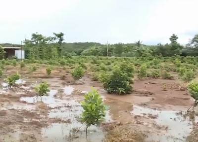 Tây Nguyên và Nam Bộ thiệt hại hơn 1.000 tỉ đồng vì mưa lũ