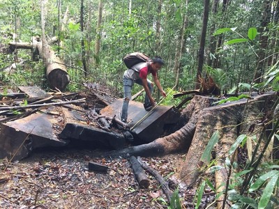 Gia Lai: Báo động tình trạng khai thác rừng trái phép