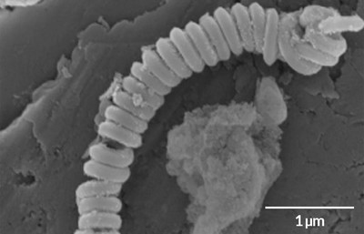 Chế tạo thành công 'lò xo nano' giúp phân hủy nhựa dưới biển