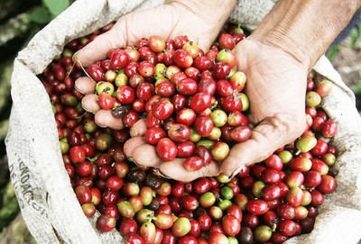 Giá cà phê hôm nay 14/8: Giá cà phê nguyên liệu tăng 700 đồng/kg