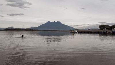 Hồ Suối Hai 'kêu cứu': Trang trại chăn nuôi 'bức tử' môi trường?