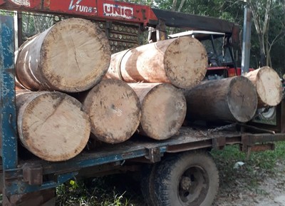 Tây Ninh: Phát hiện vụ trộm gỗ trong rừng phòng hộ Dầu Tiếng