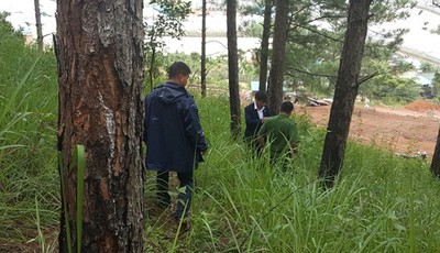 Lâm Đồng: Phát hiện vụ “đầu độc” rừng thông ba lá tại Đà Lạt