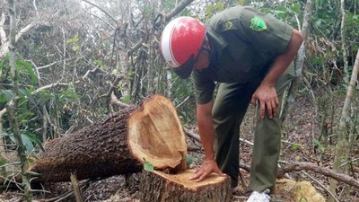 Đắk Lắk: Bắt quả tang 4 đối tượng cưa trộm 50m3 gỗ