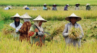 Nông dân Indonesia canh tác trên “cánh đồng rác”