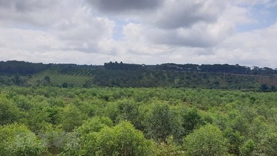 Đắk Nông trồng 30ha rừng phục hồi môi trường sau khai thác bauxite