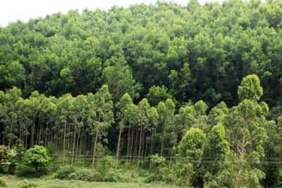 Gia Lai: Chủ tịch xã Hà Tây để mất 850 ha rừng