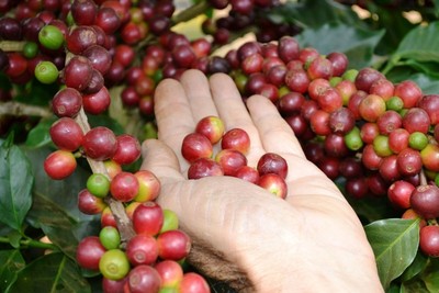 Giá cà phê hôm nay 22/8: Giá cà phê nguyên liệu tăng 100 đồng/kg