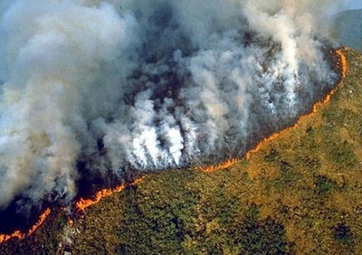 “Lá phổi của hành tinh” lâm nguy vì cháy rừng
