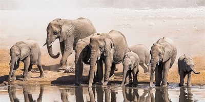 Chấm dứt xuất khẩu tàn nhẫn voi châu Phi cho các cơ sở nuôi nhốt