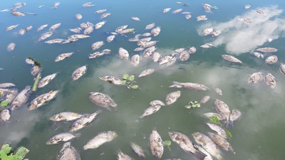 Đà Nẵng: Cá chết cạnh Nhà máy xử lý nước thải Phú Lộc