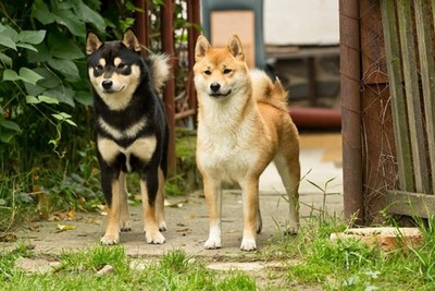 Chú chó Nhật được chọn đóng phim 'Cậu Vàng' có gì đặc biệt?
