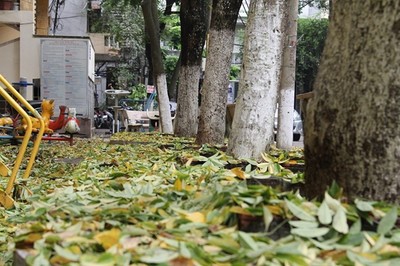 Hà Nội: Kỳ lạ, hàng cây sưa rụng lá bất thường sau khi từ chối bán
