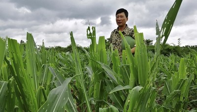 Gia Lai: Tăng cường biện pháp phòng trừ sâu bệnh hại cây trồng