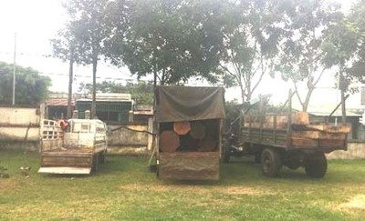 Gia Lai: Bắt quả tang nhiều người vận chuyển gỗ trái phép