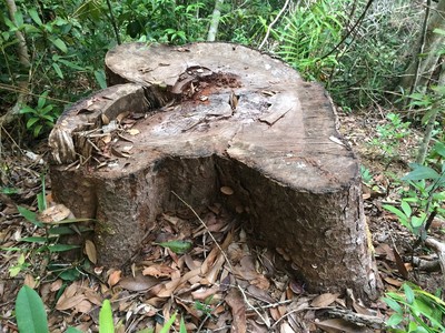 Gia Lai: Tiếp tục phát hiện hàng trăm gốc cây bị đốn hạ