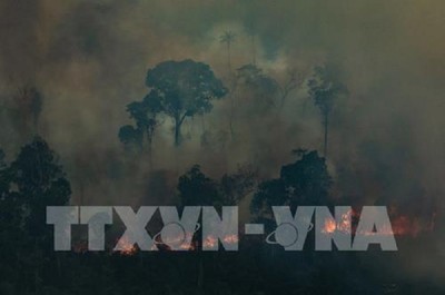 Cháy rừng Amazon có thể ảnh hưởng tới nhiệt độ toàn cầu