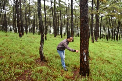 Đắk Nông: Hơn 300 cây thông bị “bức tử” bằng hóa chất