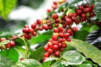 Giá cà phê hôm nay 10/9: Giá cà phê nguyên liệu tăng 200 đồng/kg