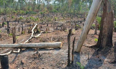 Chuyển hồ sơ vụ 1.200ha rừng Ia Púch bị mất sang Cơ quan điều tra