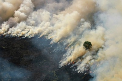 Lo ngại tăng nhiệt độ toàn cầu vì cháy rừng ở Indonesia