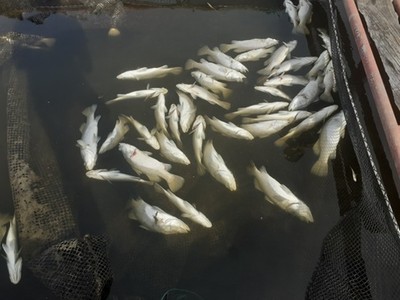 Lộ nguyên nhân khiến 100 tấn cá chết tại Hà Tĩnh