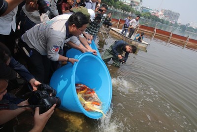 Hà Nội: Hàng trăm con cá Koi được thả xuống sông Tô Lịch