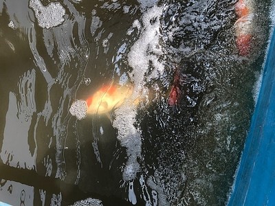 Hà Nội: Xuất hiện cá Cá Koi chết tại khu vực xử lý trên sông Tô Lịch