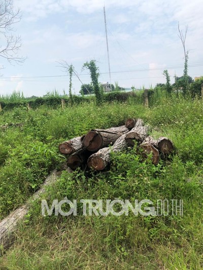 Gia Lai: Thực hư việc 8 tấn gỗ lậu biến mất