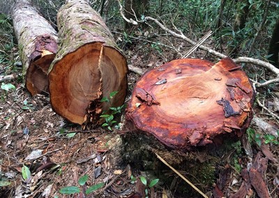 Kon Tum: Xót xa rừng già bị tàn phá