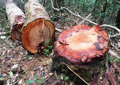 Kon Tum: Lâm tặc phá rừng, mở đường cho xe vận chuyển gỗ